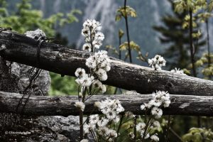Alpejska flora - lepiężnik