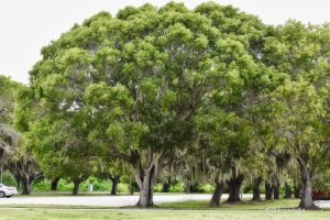 Drzewa otulone hiszpańskim mchem, USA