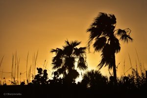 Palmy o zachodzie słońca w Cocoa Beach