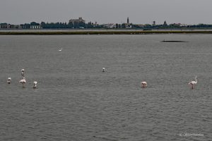 Flamingi, Comacchio i Pad, Włochy