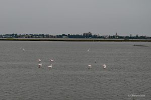 Flamingi w Comacchio, Włochy
