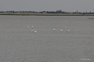 Flamingi w Comacchio, Delta Padu, Włochy