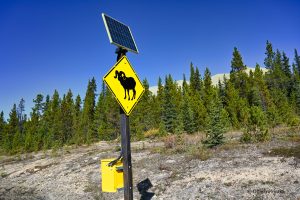 Znak ostrzegawczy - Alaska Highway, Kanada
