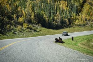Uwaga na bizony, Kanada, Alaska Highway