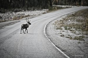 Karibu / renifer na drodze - Alaska Highway, Kanada