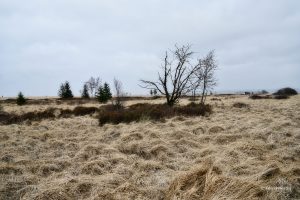 Miękkie trawy i pojedyncze drzewa - typowy krajobraz Hohes Venn, Belgia
