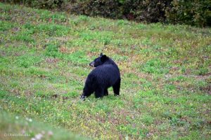 Niedźwiedź czarny w Kanadzie, Alaska Highway