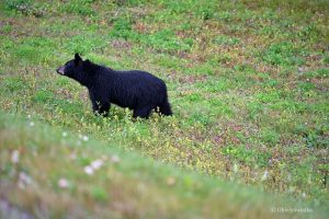 Niedźwiedź czarny, Alaska Highway, Kanada