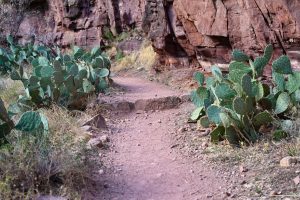 North Kaibab Trail - wędrówka wśród sukulentów, Grand Canyon
