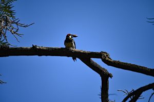 Dzięciur żołędziowy Acorn Woodpecker California