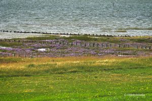 Morze Wattowe i słone łąki z zatrwianem, Mandø