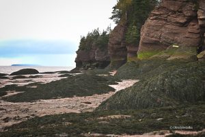 Uwaga na algi! - Hopewell Rocks, Nowy Brunszwik, Kanada